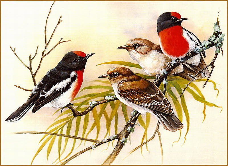 RED CAPPED ROBIN'S, males, red cap, females, branch, HD wallpaper
