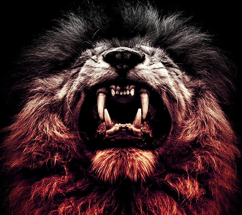 Angry beast, lion, HD wallpaper