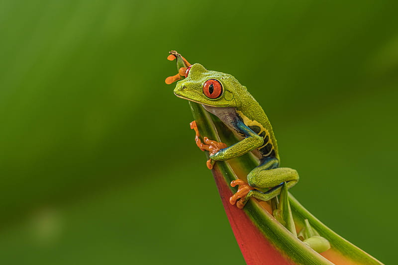 Frogs, Red Eyed Tree Frog, HD wallpaper | Peakpx