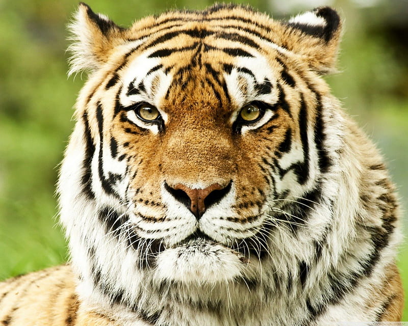 Siberian Tiger, bengal tiger, tiger close up, wild tiger, HD wallpaper