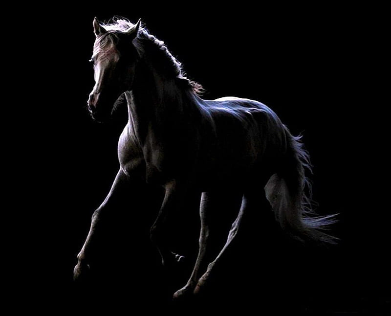 Night stallion, stallion, black, white, horse, night, HD wallpaper