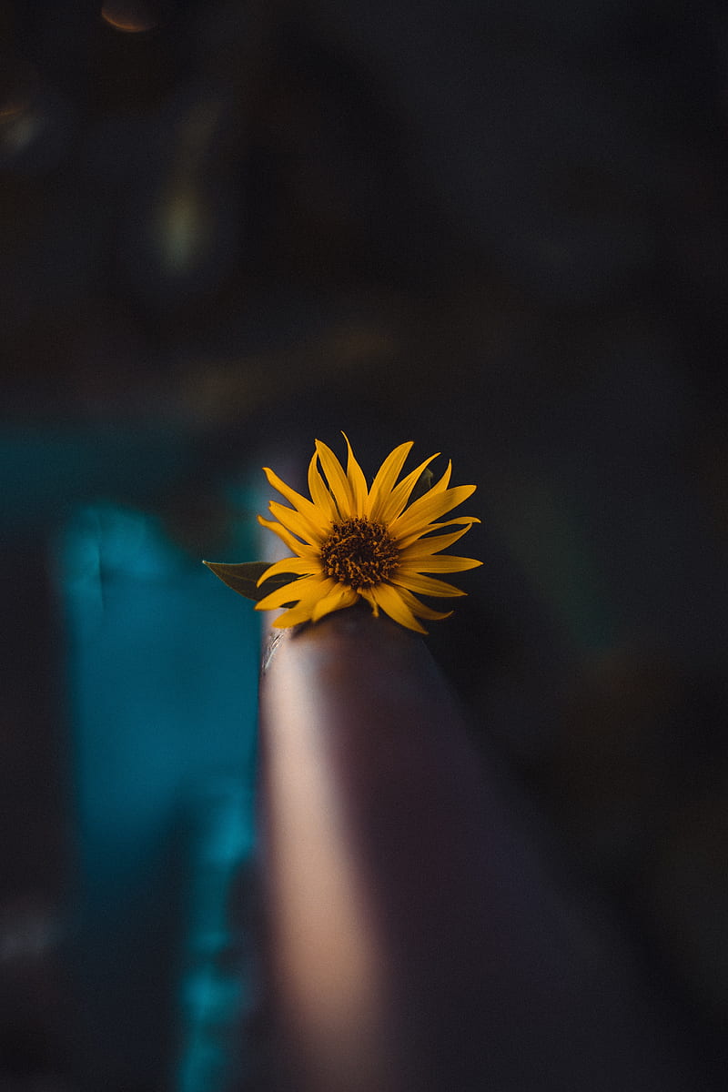 flower, yellow, macro, focus, blur, HD phone wallpaper