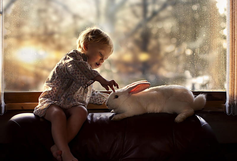 Boy and rabbit, rabbit, boy, window, child, HD wallpaper