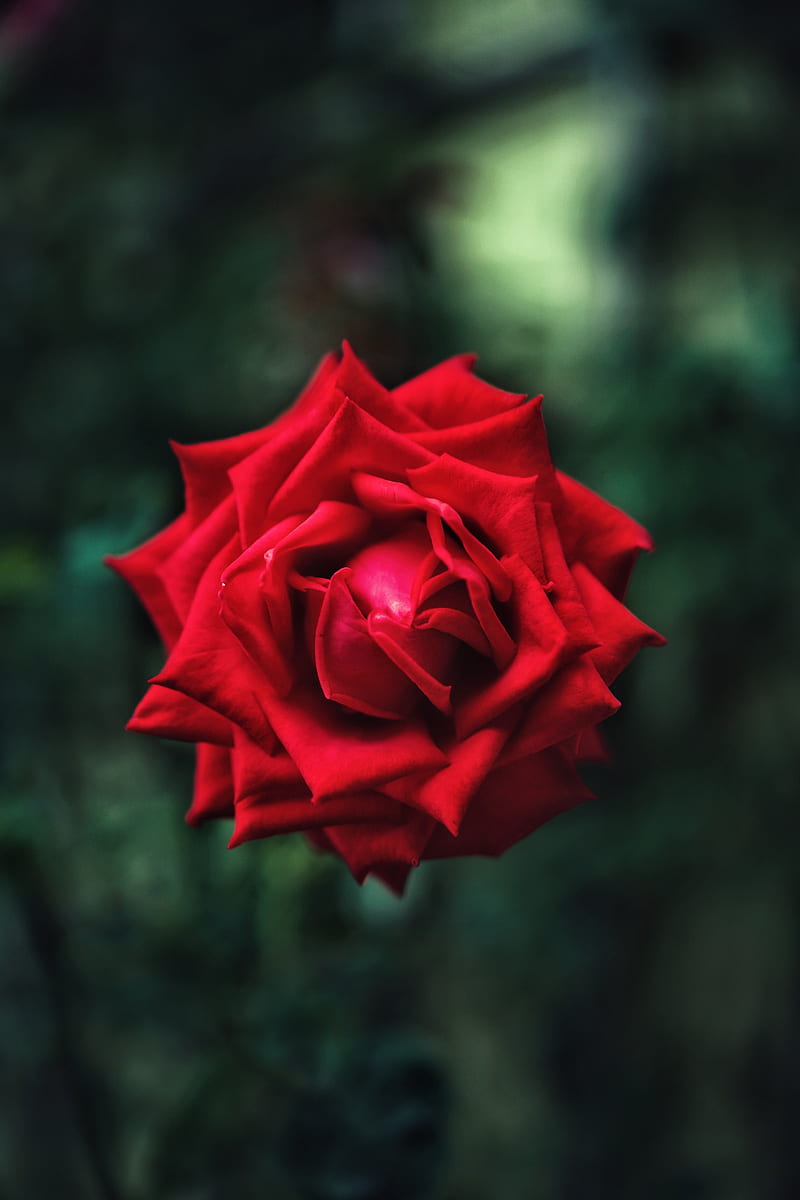 rose, flower, petals, red, macro, HD phone wallpaper