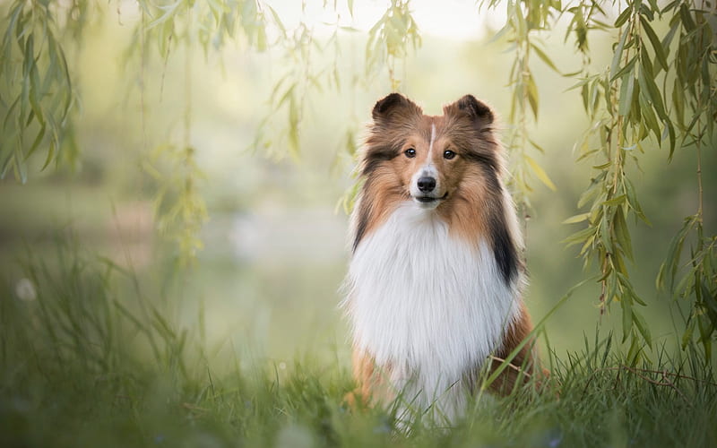 Collie, white fluffy brown dog, green field, cute animals, dog, HD wallpaper