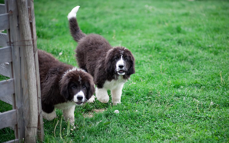 Bucovina Shepherd, 4к, large fluffy dogs, pets, Carpathians, green grass, black and white dogs, Romania, HD wallpaper