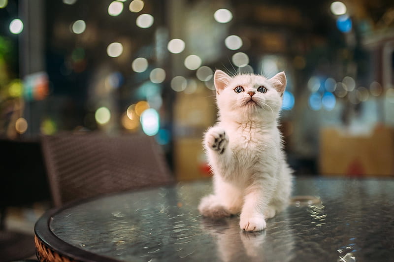 No! Stay home!, sweet, cute, paw, pisici, kitten, cat, animal, HD wallpaper  | Peakpx