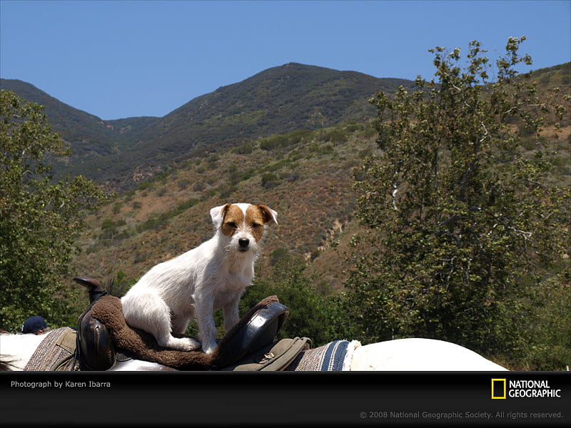 Dog on a Horses Saddle, jack russell terriers, horseback riding, animals, horses, HD wallpaper