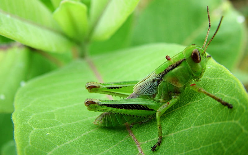 Grasshopper, bug, green, insect, jump, HD wallpaper