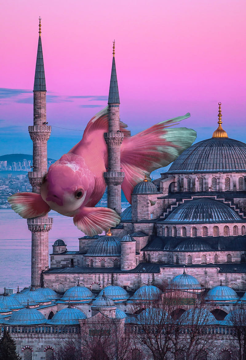 fish, camii, hayvanlar, horror, istanbul, mosque, pink, surreal, HD phone wallpaper