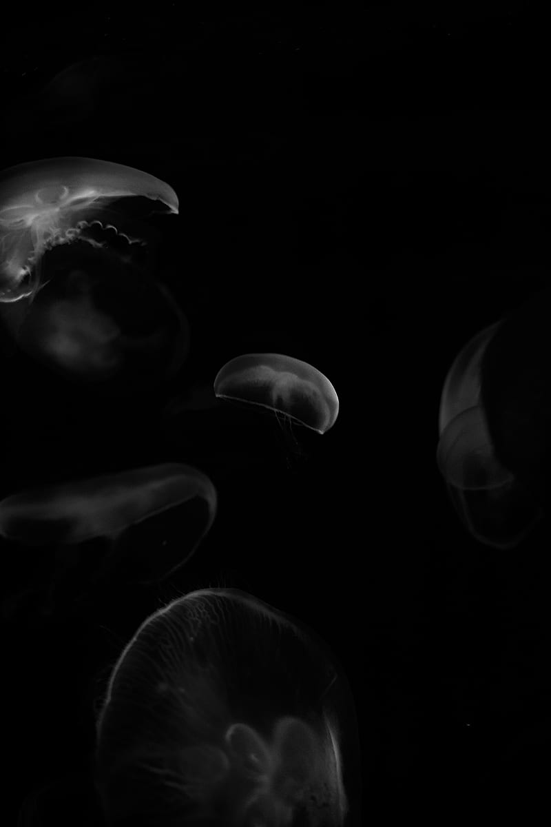 jellyfish, forms, bw, HD phone wallpaper