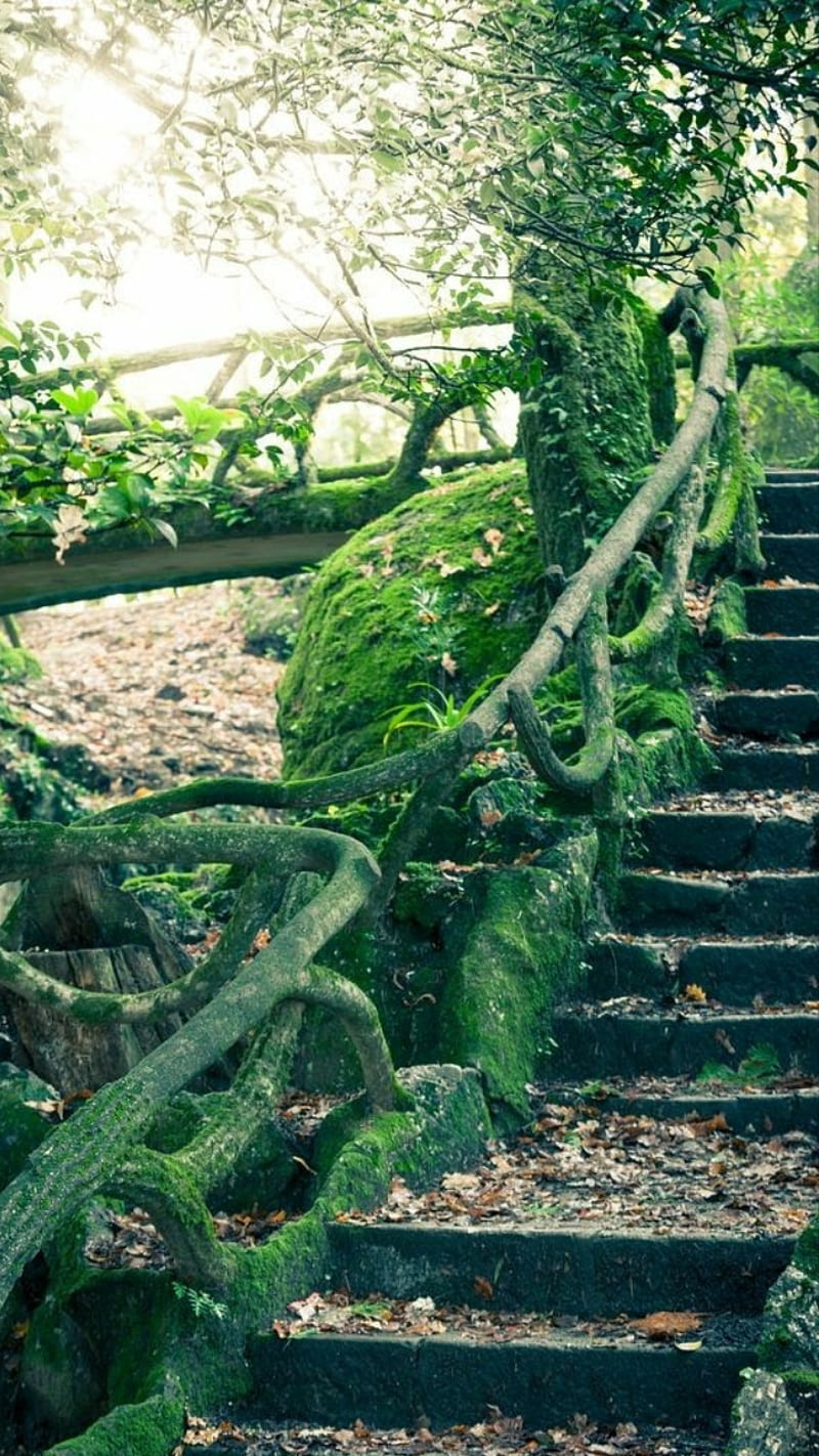 Vine staircase, green, nature, pretty, HD phone wallpaper
