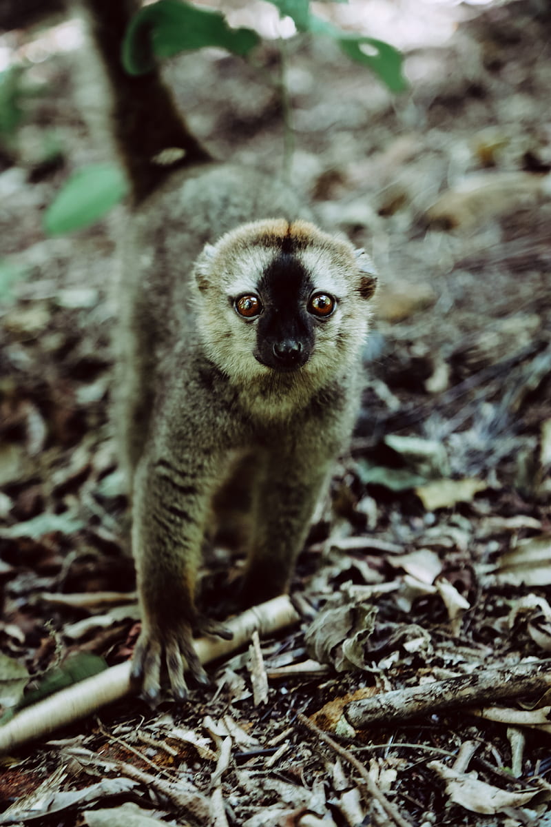 lemur, animal, glance, primate, wildlife, HD phone wallpaper