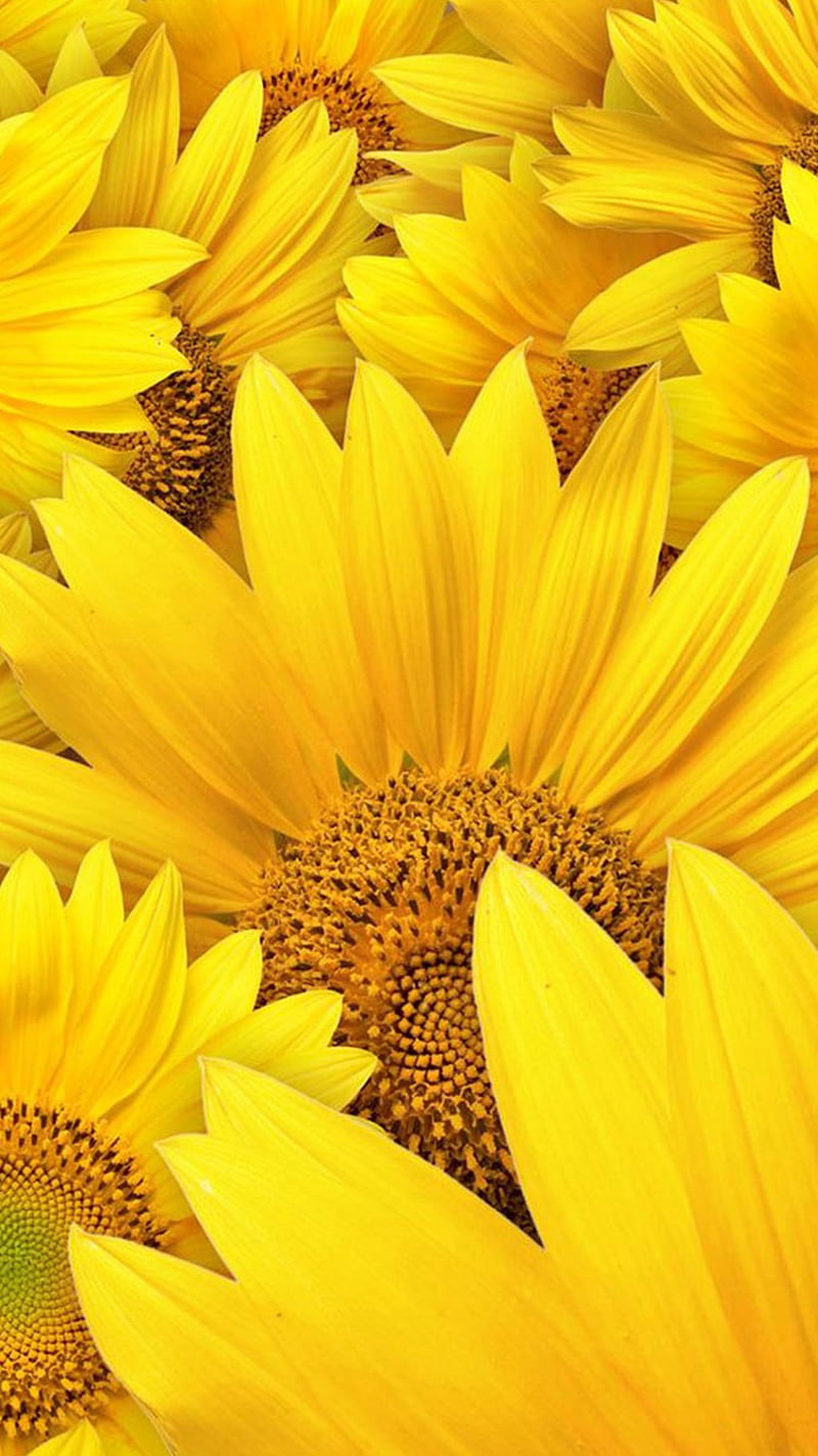 Sunflowers, flowers, nature, yellow, HD phone wallpaper