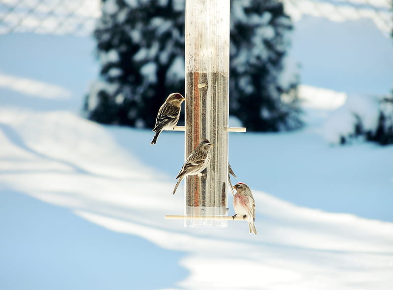 Winter Visitors, Hoary Redpolls, Nature, Winter, Birds, graphy, HD wallpaper