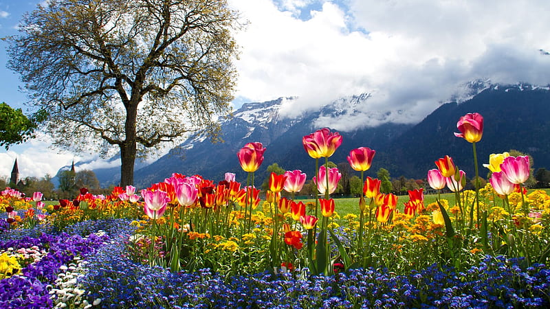 Spring Flowers in Austrian Alps, tree, tulips, mountains, blossoms, clouds, sky, HD wallpaper