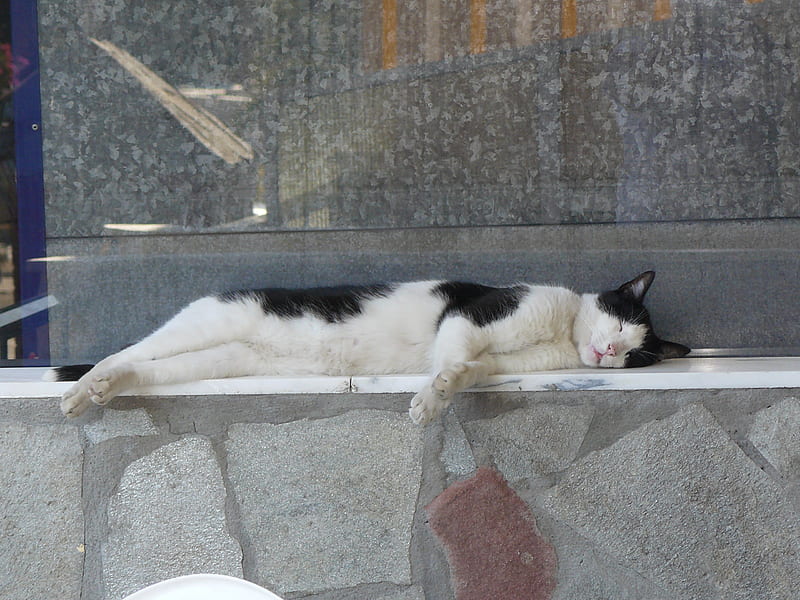 Sleeping cat, greece, sleep, cat, animal, HD wallpaper