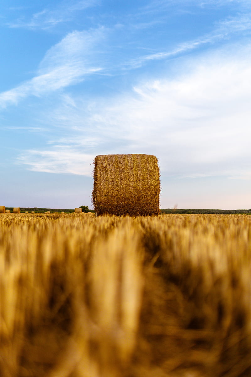 haystack, field, wheat, hay, dry, HD phone wallpaper