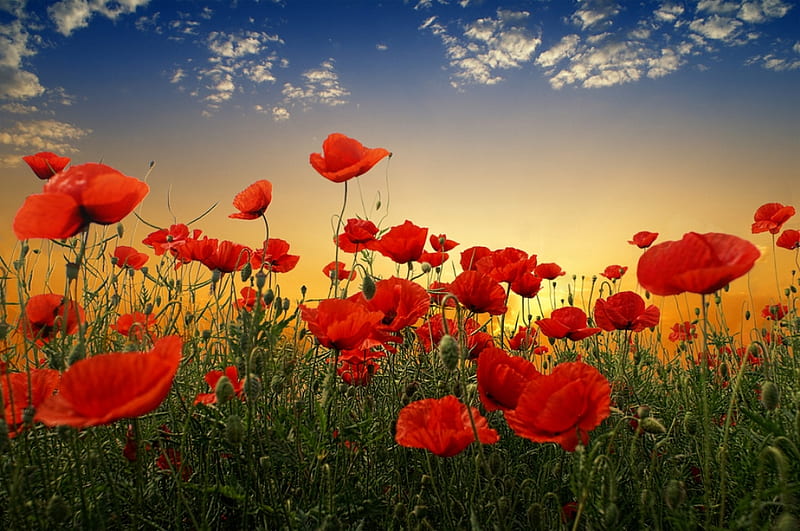 Poppies, red, sun, sky, clouds, green, flowers, beauty, nature, sunshine, field, blue, HD wallpaper