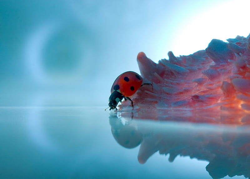 LADY BUG, graphy, water, HD wallpaper