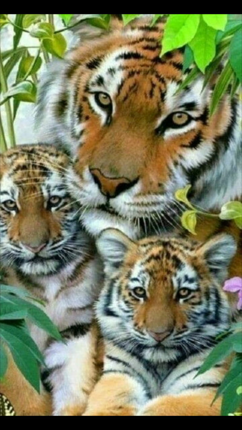 baby cubs, momma and, HD phone wallpaper