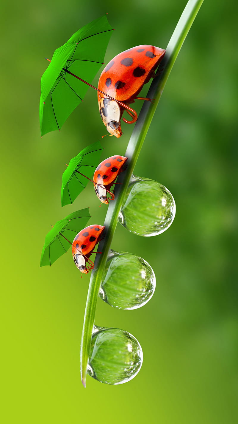 Ladybug, bestapp, bubble, love, lovenature, love, nature, umbrella, water,  HD phone wallpaper | Peakpx