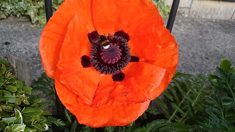 A Bee harvesting pollen, Poppy, Nature, Flower, Bee, HD wallpaper