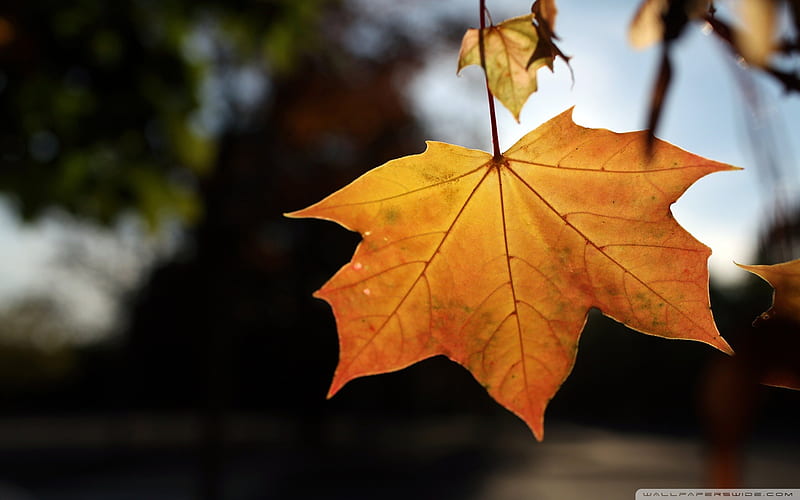 Maple Leaf-Autumn Landscape, HD wallpaper