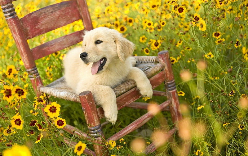 THE GREAT OUTDOORS, grass, happiness, pets, puppies, sunflowers, summer, flowers, fields, chair, labradors, HD wallpaper