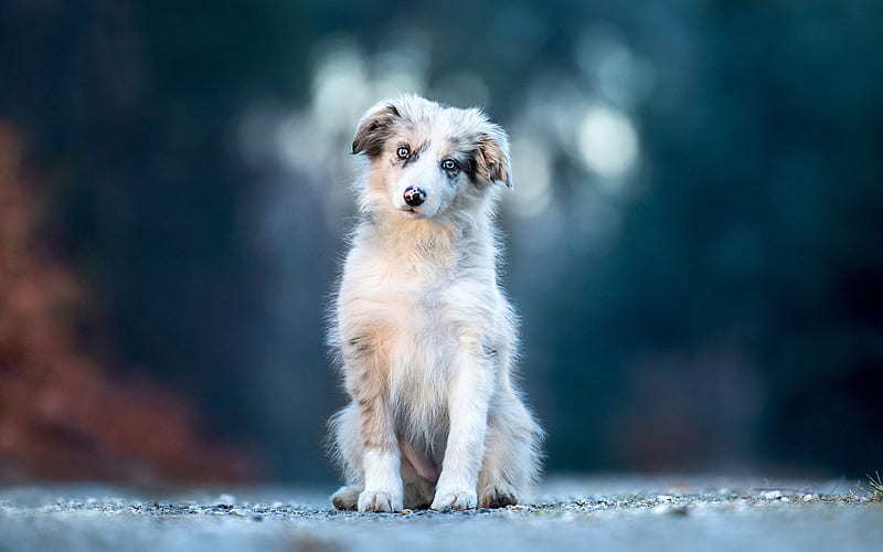 Australian Shepherd, fluffy white puppy, white dog with blue eyes, pets, dogs, Aussie, HD wallpaper