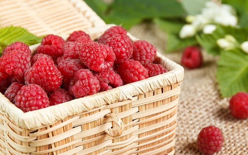 raspberries, ripe berries, raspberries in a basket, red berries, HD wallpaper