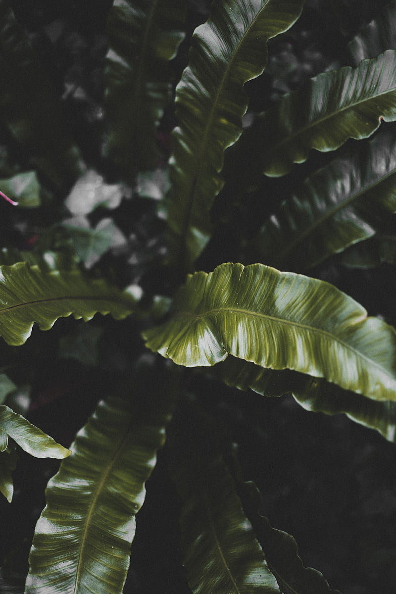 plant, leaves, green, tropical, dark, HD phone wallpaper