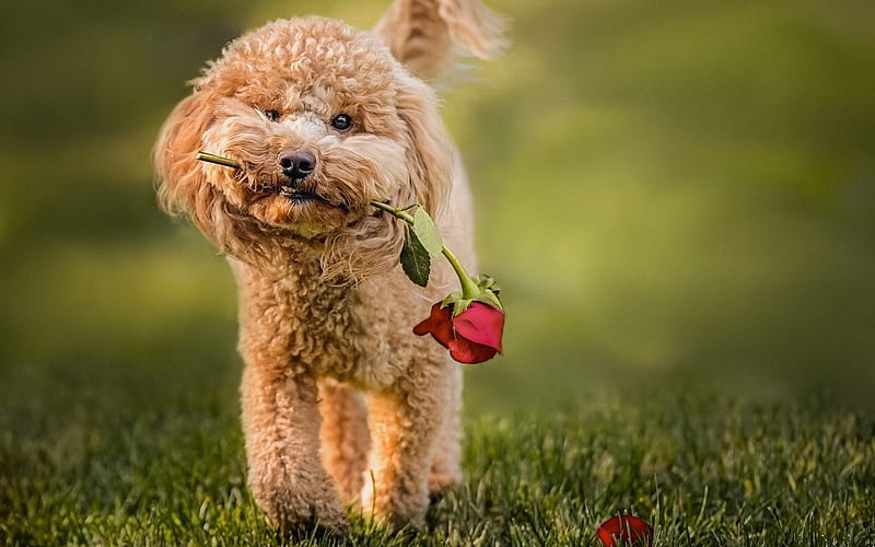 Poodle, rose, curly dog, lawn, pets, dogs, funny dog, Poodle Dog, HD wallpaper