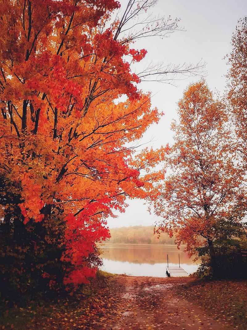 Autumn , autumn , dock, fall, fog, forest, lake, leaves, minnesota, HD phone wallpaper
