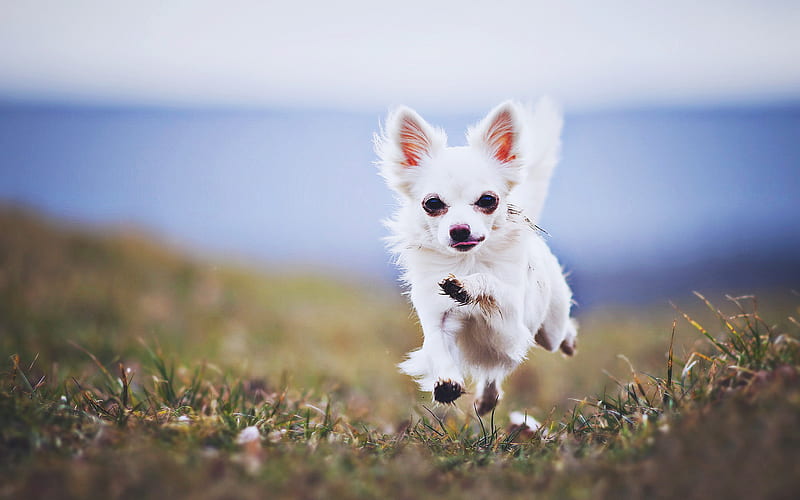 Chihuahua, running dog, close-up, R, white chihuahua, cute animals, pets, Chihuahua Dog, HD wallpaper