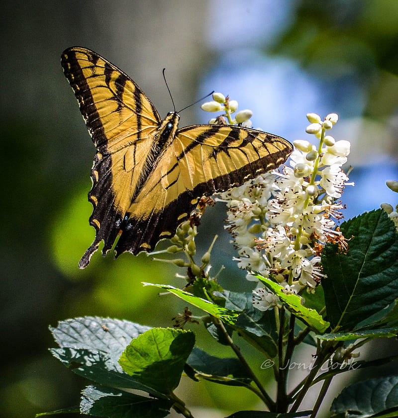 Swallowtail, butterfly, yellow, HD phone wallpaper | Peakpx