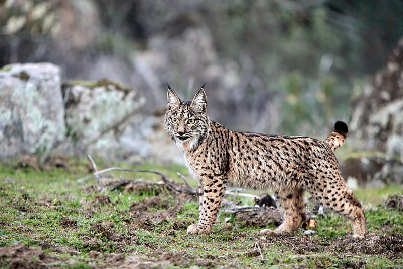 Iberian Lynx, feline, iberian, lynx, spanish, HD wallpaper