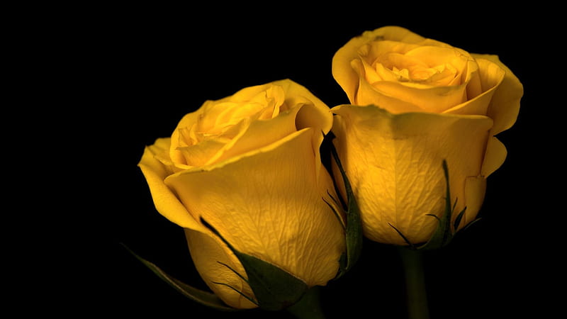 Yellow Rose Flowers In Black Background Yellow, HD wallpaper