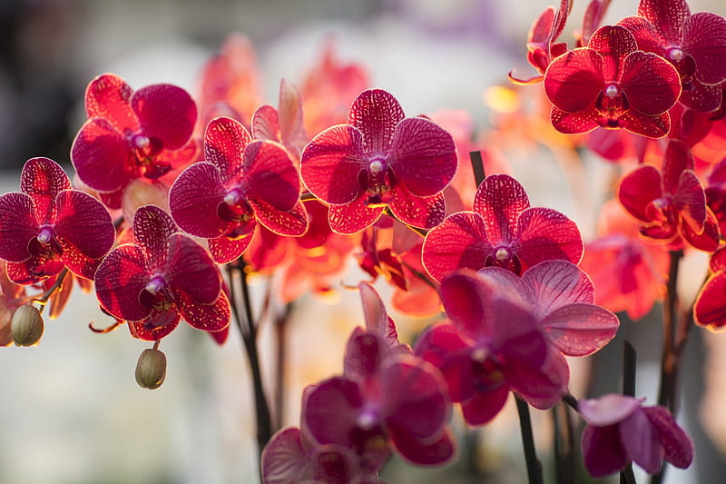 Orchidea, red, flowers, nature, HD wallpaper