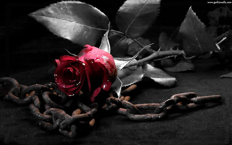 Gothic rose, chain, art, gothic, rose, dark, HD wallpaper