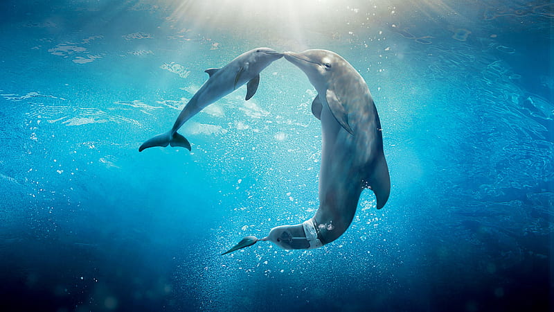 Dolphin Tale 2 Movie, dolphin, movies, sea, underwater, HD wallpaper