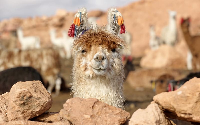 Lama, rock, bolivia, animal, face, nature, HD wallpaper