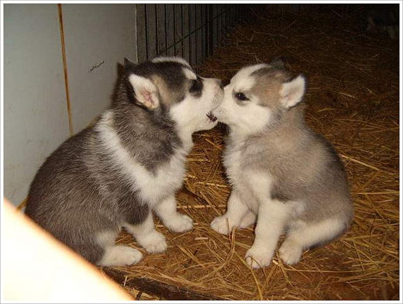 Open Doggy Kiss, cute, romance, love, puppy, HD wallpaper
