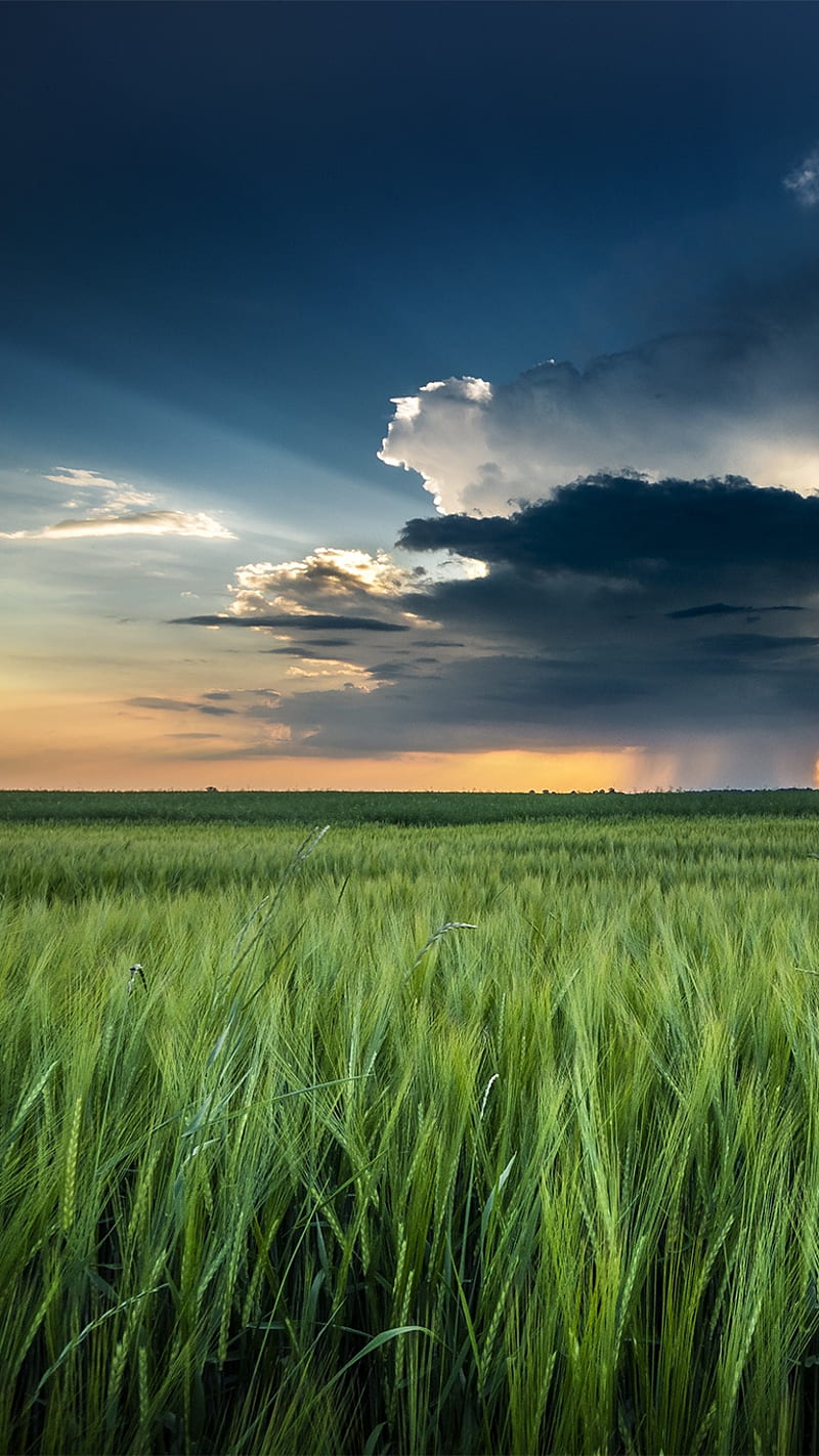 Nature, clouds, landscape, scenery, storm, wheat field, HD phone wallpaper