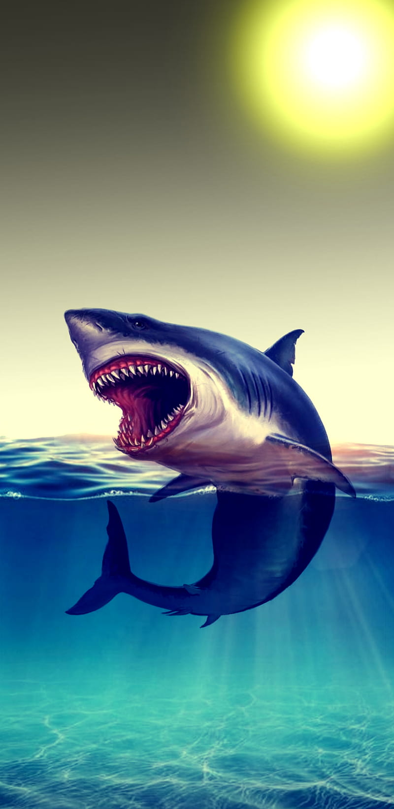 Great White Shark iPhone Wallpaper  iPhone Wallpapers