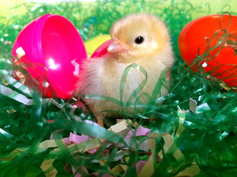 Easter Chick, Easter, Easter eggs, eggs, Easter grass, chick, HD wallpaper