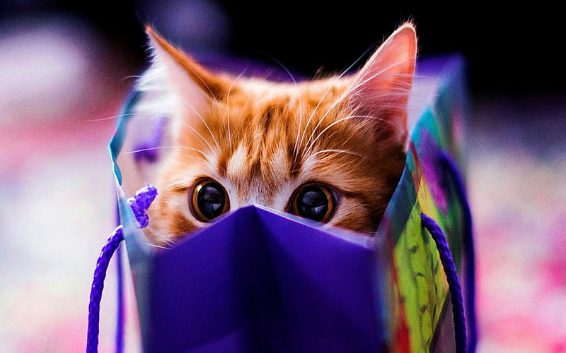 Peek A Boo, Cute, Funny, Kitten, Bag, Eyes, HD wallpaper