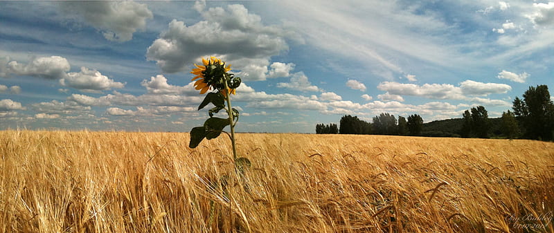 Harvest time, grass, sunflower, sky, clouds, weather, valley, flower, nature, field, HD wallpaper