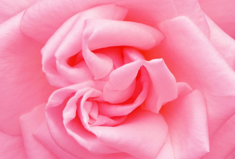 Forever Pink, BEAUTY, NATURE, ROSES, FLOWERS, HD wallpaper | Peakpx