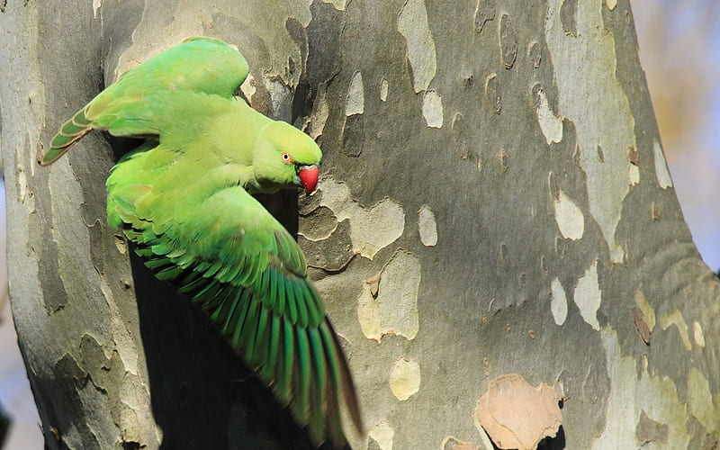 Rose-ringed parakeet, big green parrot, asia, beautiful green bird, parrots, HD wallpaper